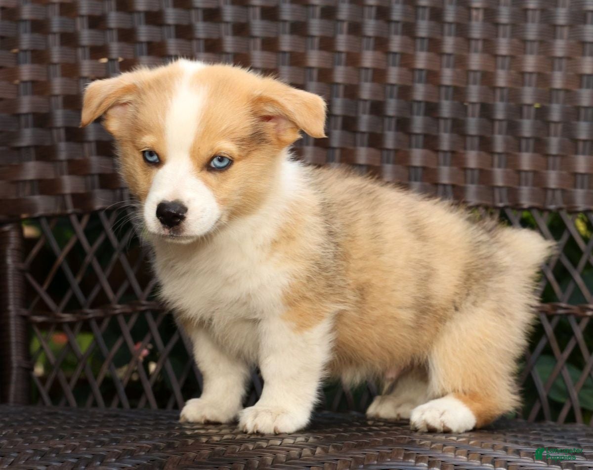 Welsh Corgi Pembroke dogs Forest - Ad 2