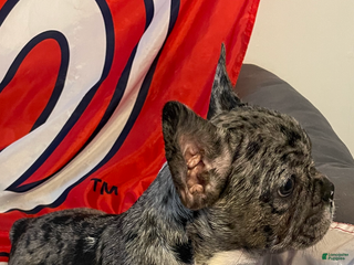 French Bulldog dogs - Ad 12