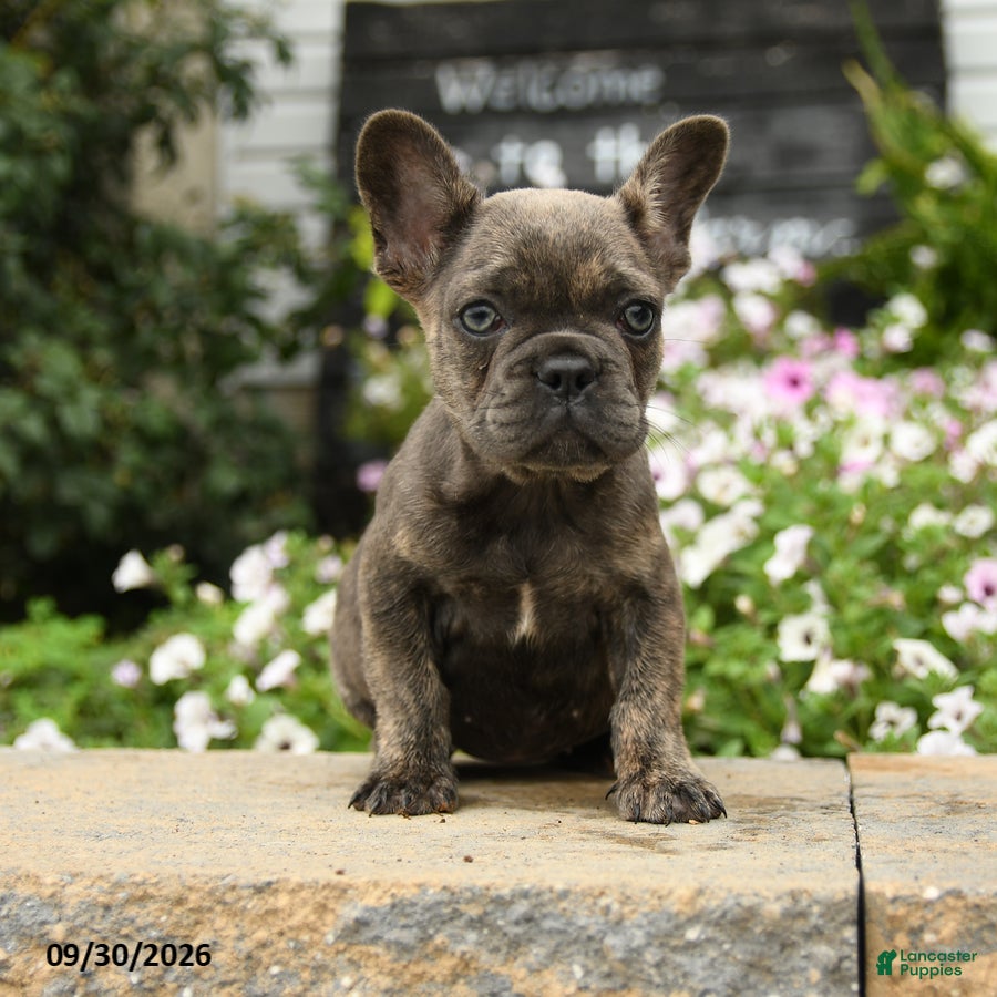 Olive (French Bulldog, Female) in Holtwood, PA