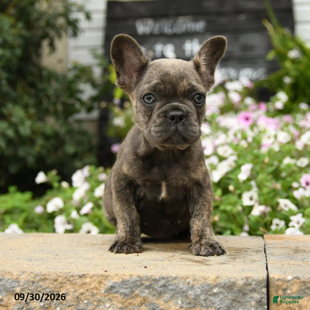 French Bulldog dogs for sale: Olive  - Ad 1