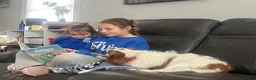 Cavalier King Charles Spaniel dogs for stud: King Charles Cavalier babies  - Ad 7