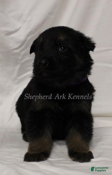 German Shepherd dogs German Shepherd Puppy 10 - Ad 11