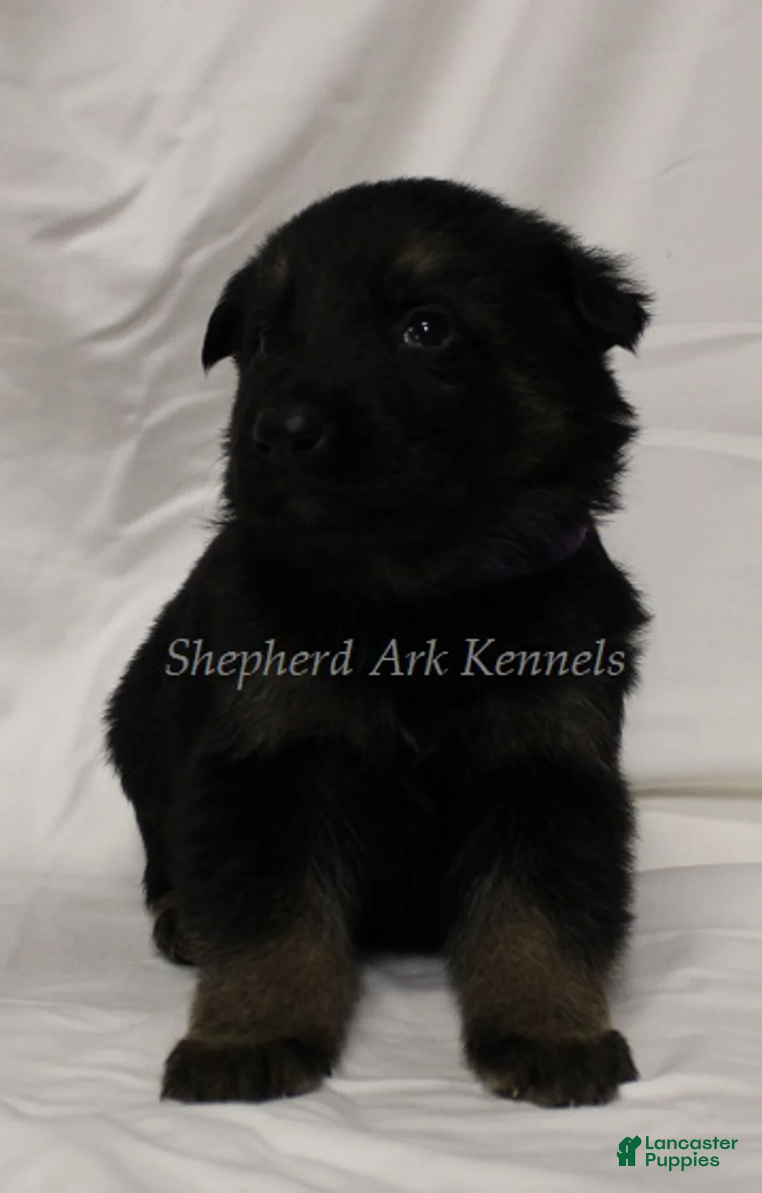 German Shepherd dogs for sale: German Shepherd Puppy 10 - Ad 1