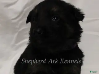 German Shepherd dogs German Shepherd Puppy 10 - Ad 40