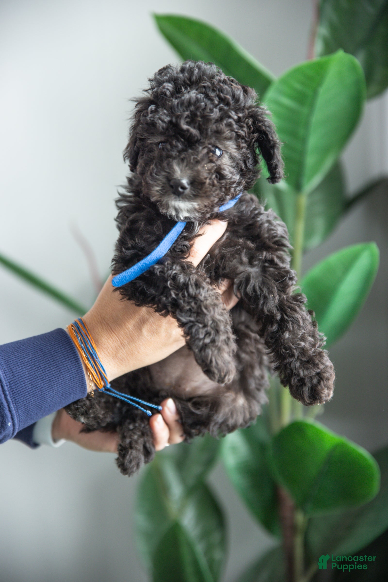 Cockapoo dogs Willow - Ad 1