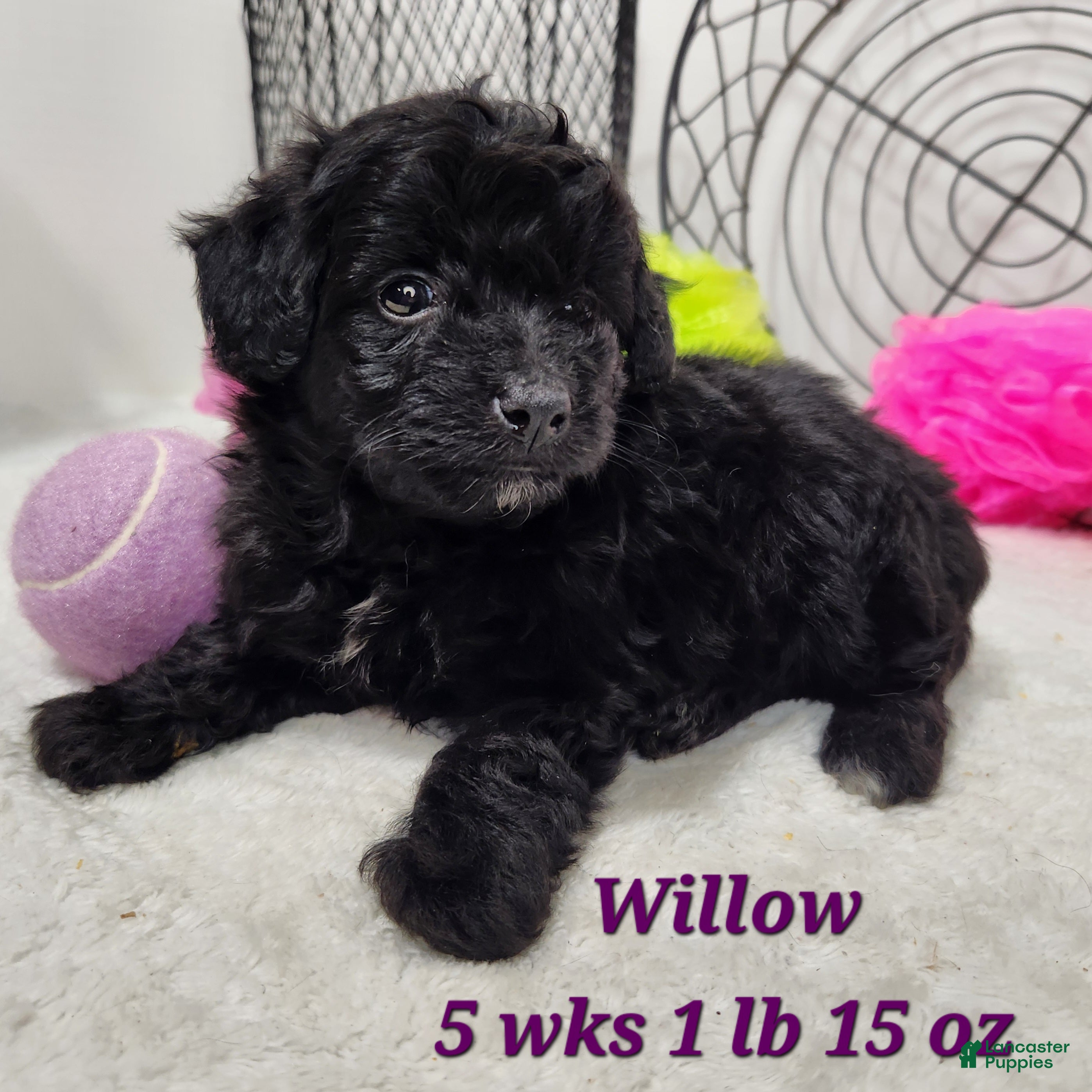Mini Aussiedoodle dogs Mini Aussiedoodle Willow - Ad 7