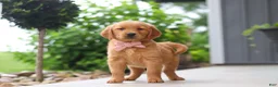 Golden Retriever dogs for sale: Bailey - Ad 3