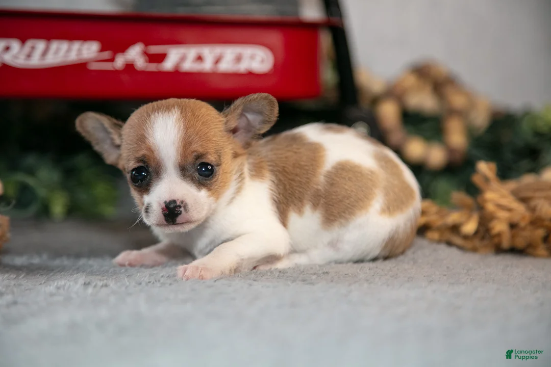 Chihuahua dogs for sale: Reeses - Ad 3