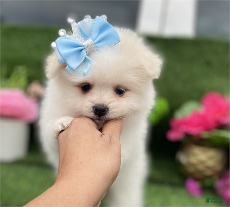 Pomeranian dogs Pomeranian Puppy 1 - Ad 14