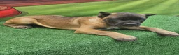 Cane Corso dogs for sale: KING - Ad 9