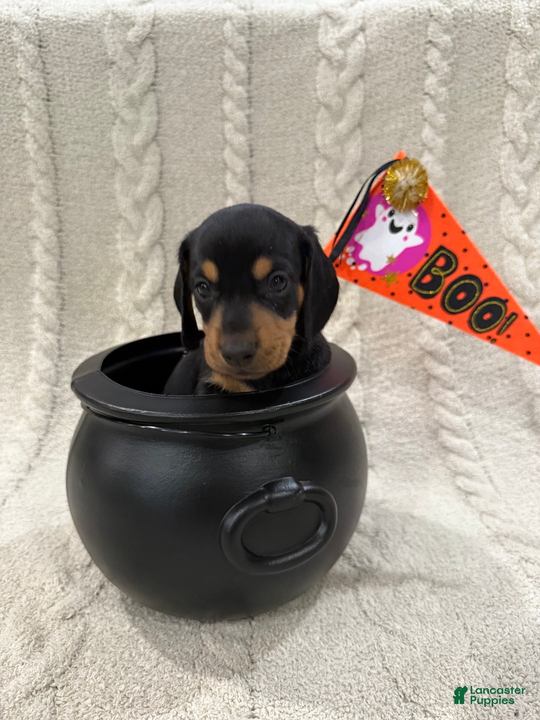 Dachshund dogs for sale: Dachshund Puppy 1 - Ad 5