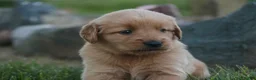 Golden Retriever dogs for sale: Amy Golden Retriever  - Ad 6
