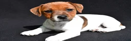 Jack Russell Terrier dogs for sale: Lulu - Ad 4