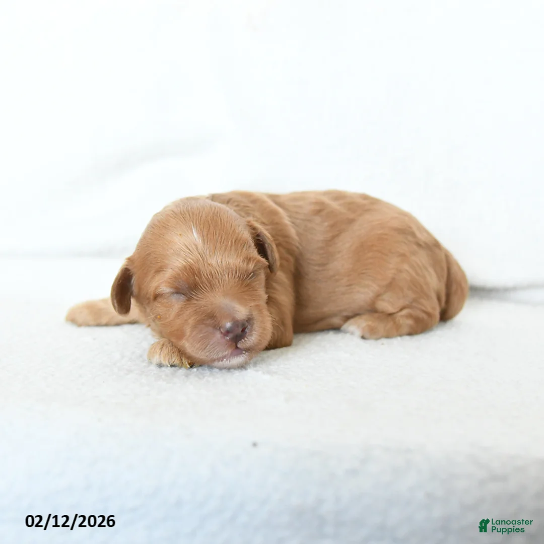 Cavapoo dogs for sale: Biscotti - Ad 3