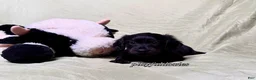 Miniature Dachshund dogs for sale: Long Haired Nearly Solid Black Male AKC 69 - Ad 4