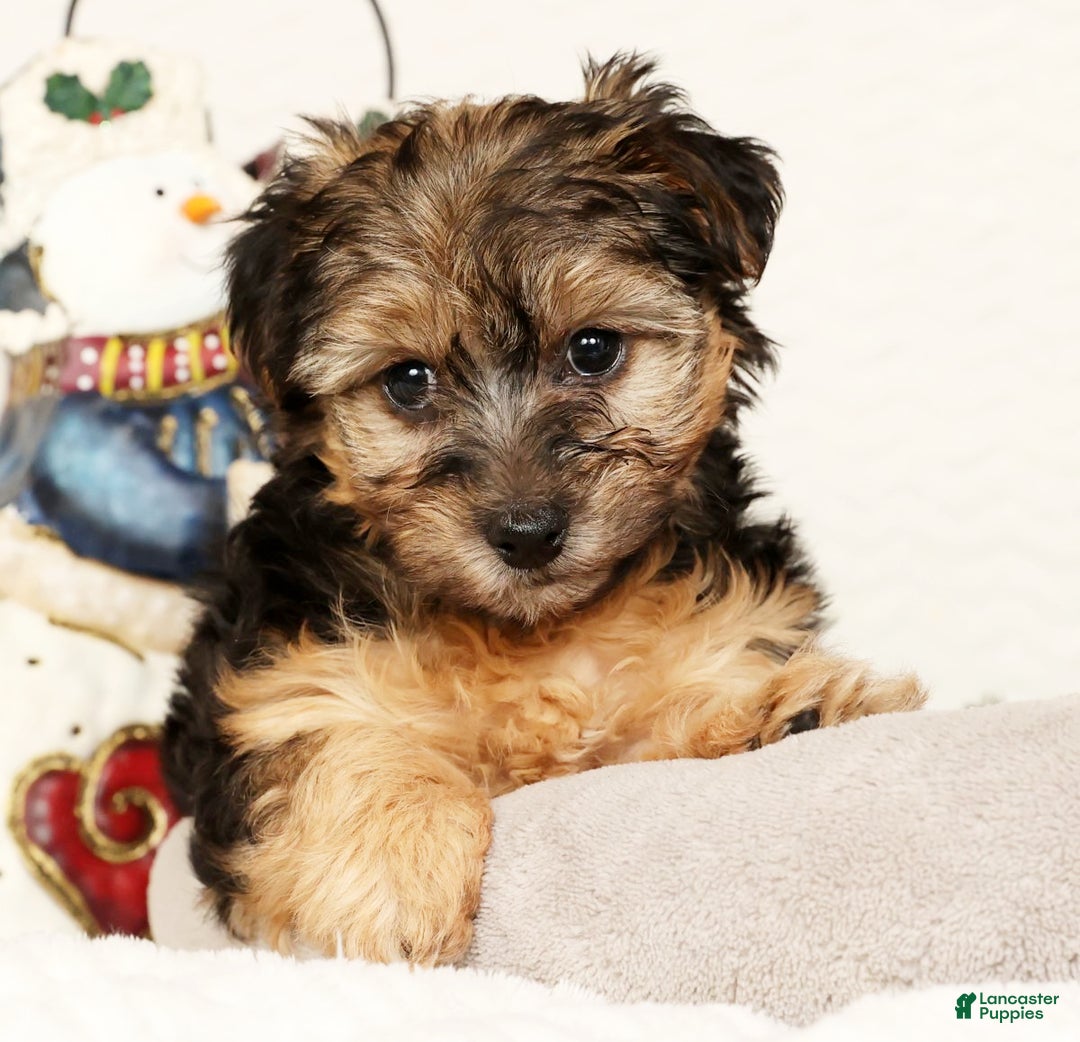 Yorkiepoo dogs for sale: Remi  3lbs - Ad 5