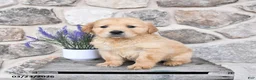 Golden Retriever dogs for sale: Dallas  - Ad 3