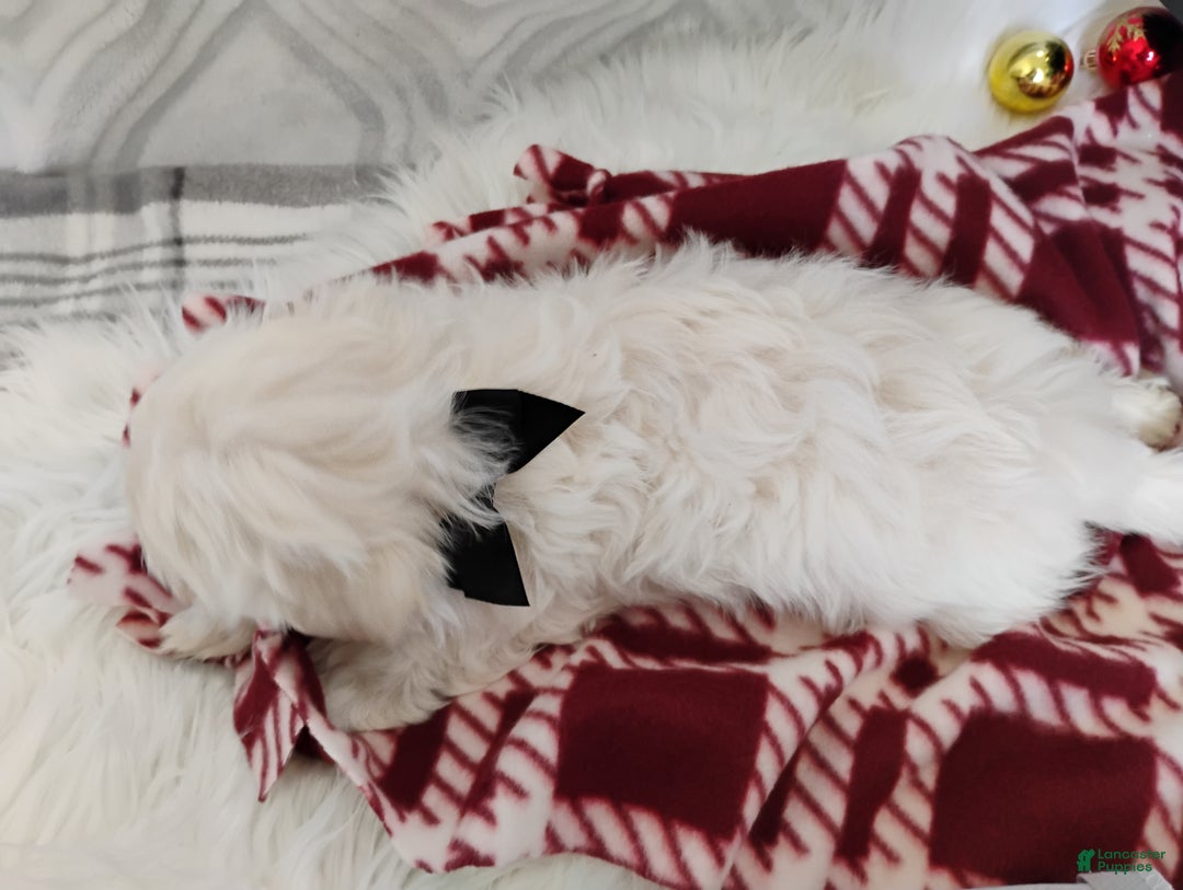 Mixed Breed dogs for sale: Brooke - Ad 3