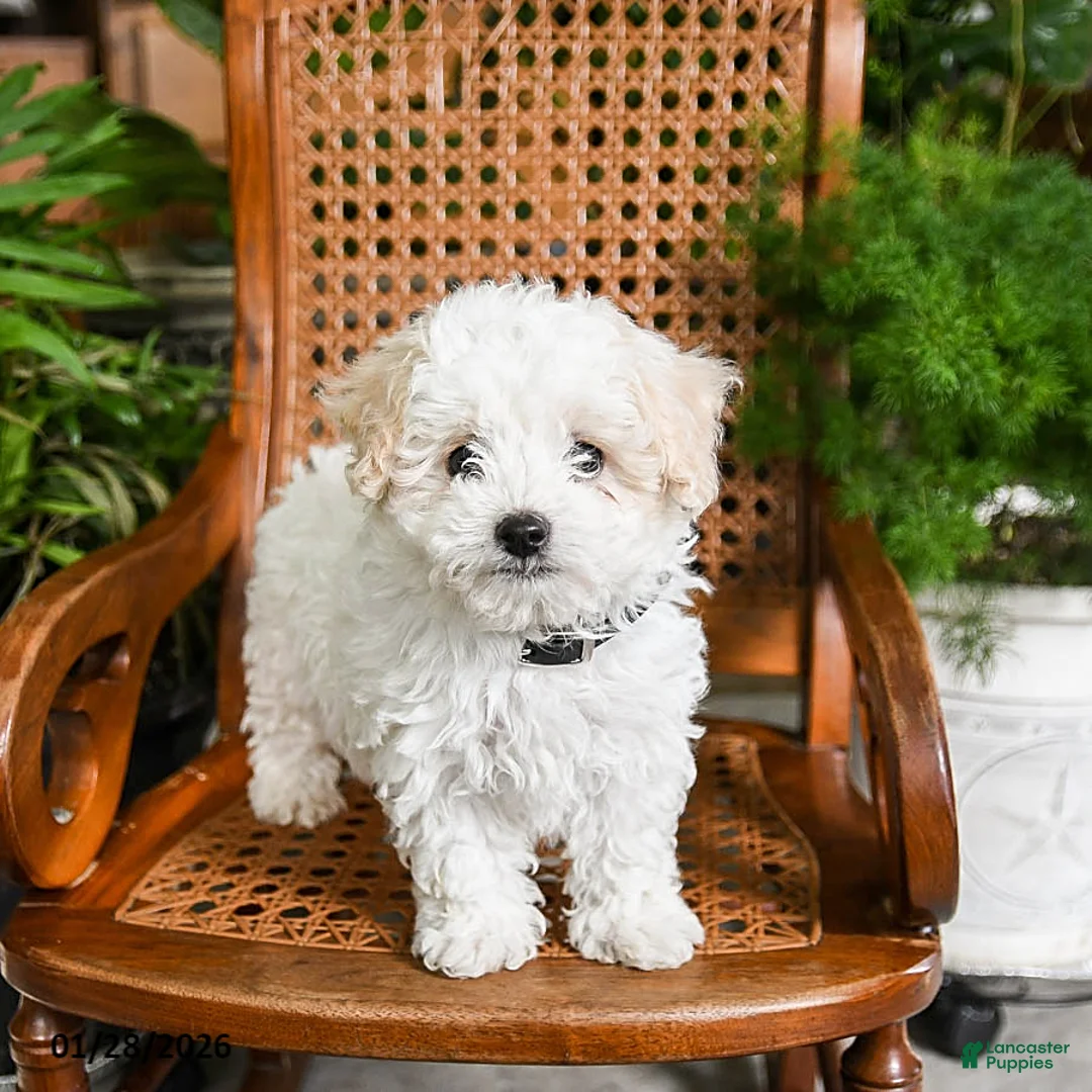 Maltipoo dogs for sale: Kline - Ad 3