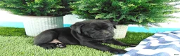 Mixed Breed dogs for sale: Sasha - Ad 7
