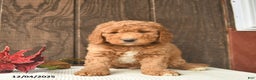 Mini Goldendoodle dogs for sale: Santa    - Ad 2