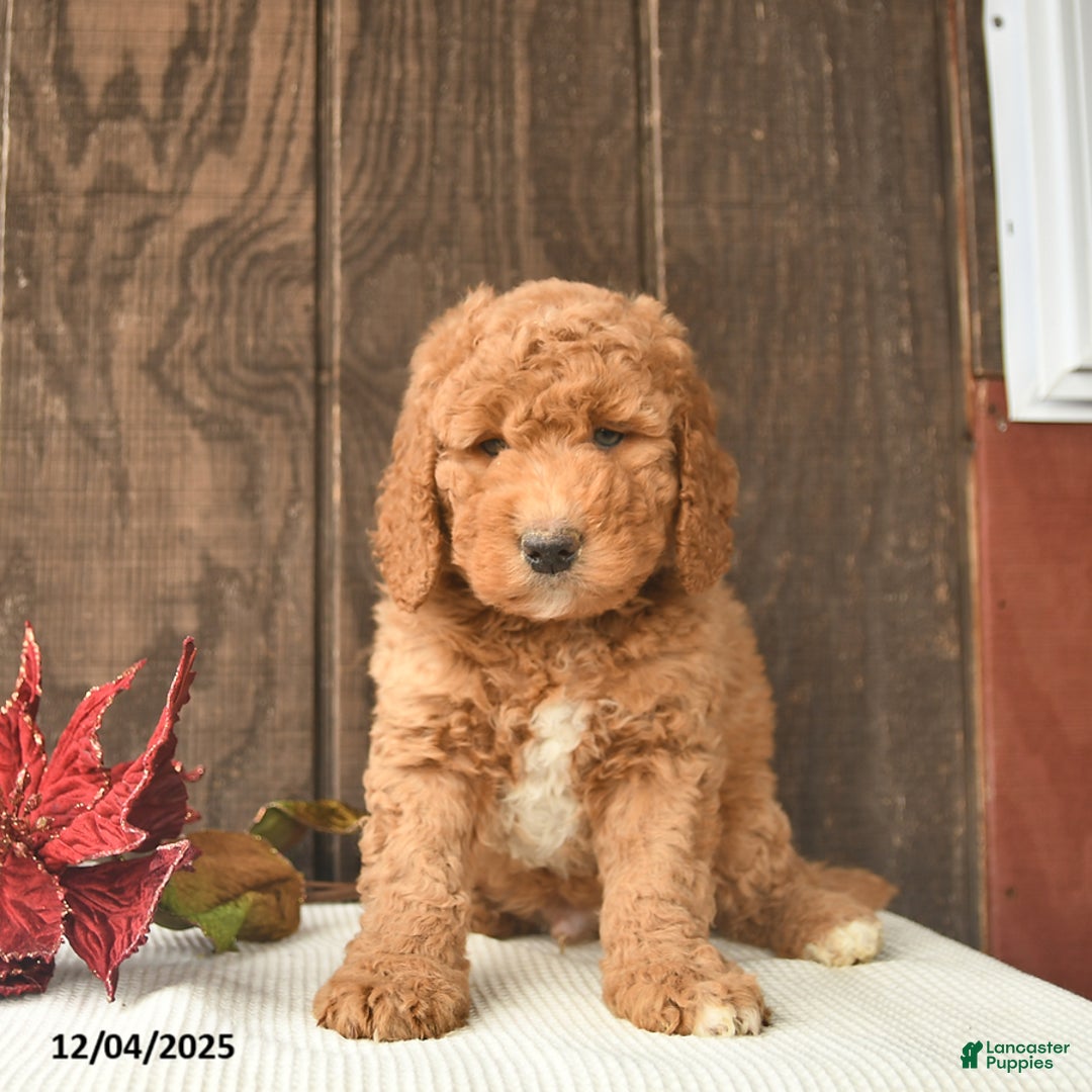Mini Goldendoodle dogs for sale: Santa    - Ad 2