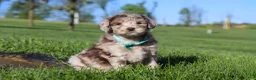 Newfypoo dogs for sale: Cliff - Ad 5