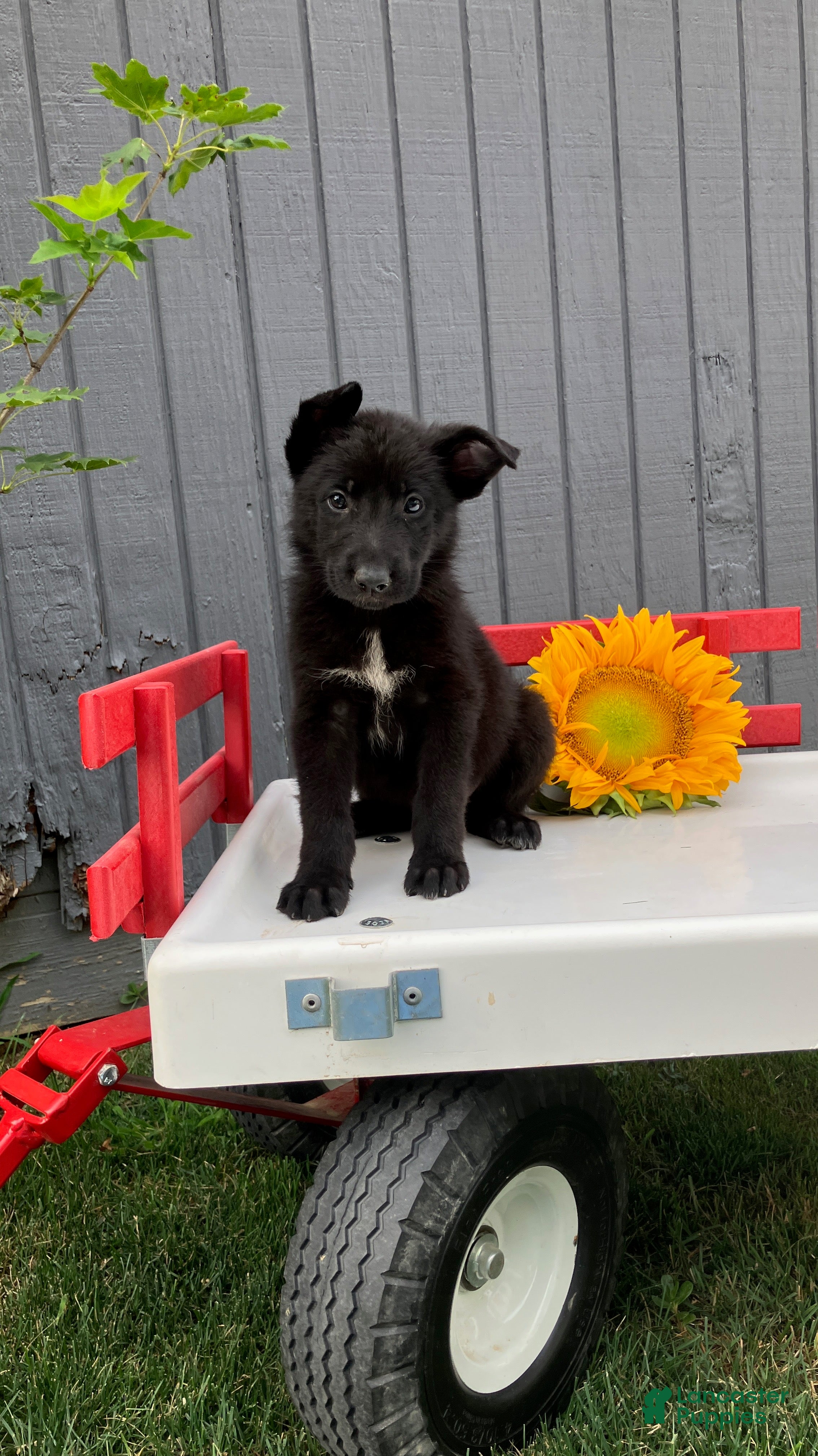 German Shepherd dogs Rollo - Ad 2
