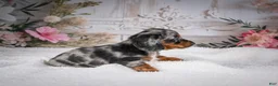 Miniature Dachshund dogs for sale: Leo - Ad 6