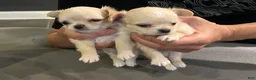 Chihuahua dogs for sale: Sunny - Ad 3