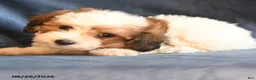 Bichpoo dogs for sale: Sheldon - Ad 3