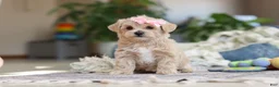 Maltipoo dogs for sale: Daisy - Ad 2