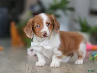 Miniature Dachshund dogs Luca - Ad 16