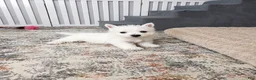West Highland Terrier dogs for sale: Jalon - Ad 3