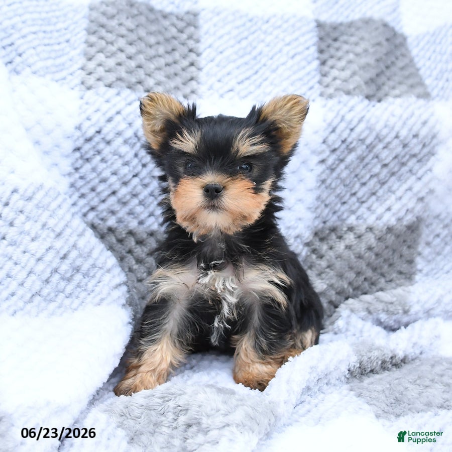 Yorkshire Terrier dogs for sale: Holly - Ad 3