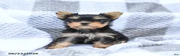 Yorkshire Terrier dogs for sale: Holly - Ad 1
