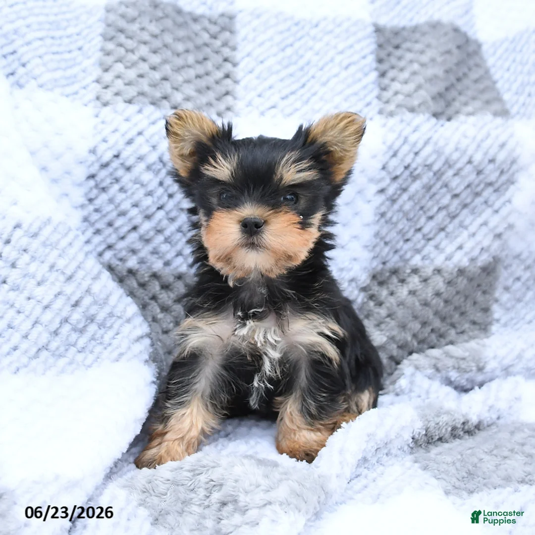 Yorkshire Terrier dogs for sale: Holly - Ad 1