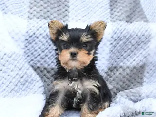 Yorkshire Terrier dogs for sale: Holly - Ad 3