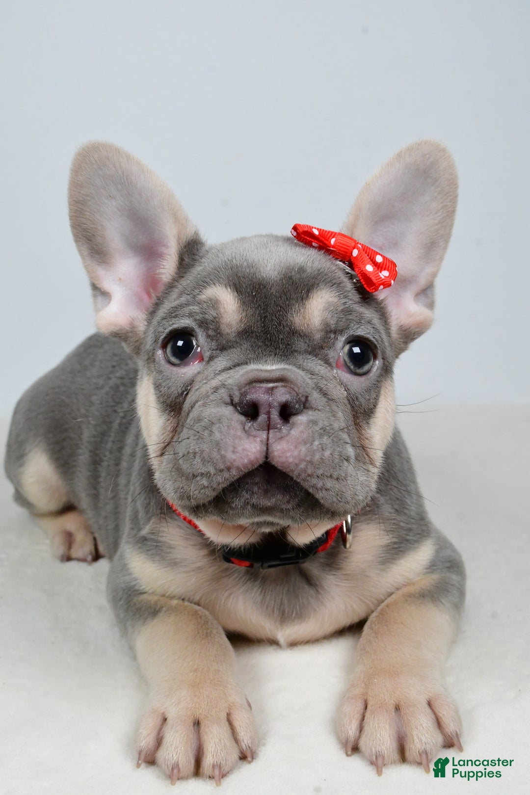 French Bulldog dogs for sale: Buddy  - Ad 3