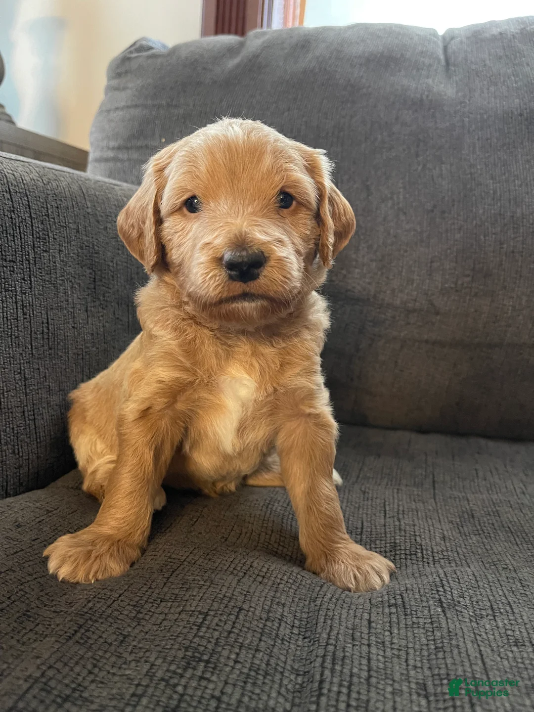 Mini Goldendoodle dogs for sale: Olaf - Ad 2