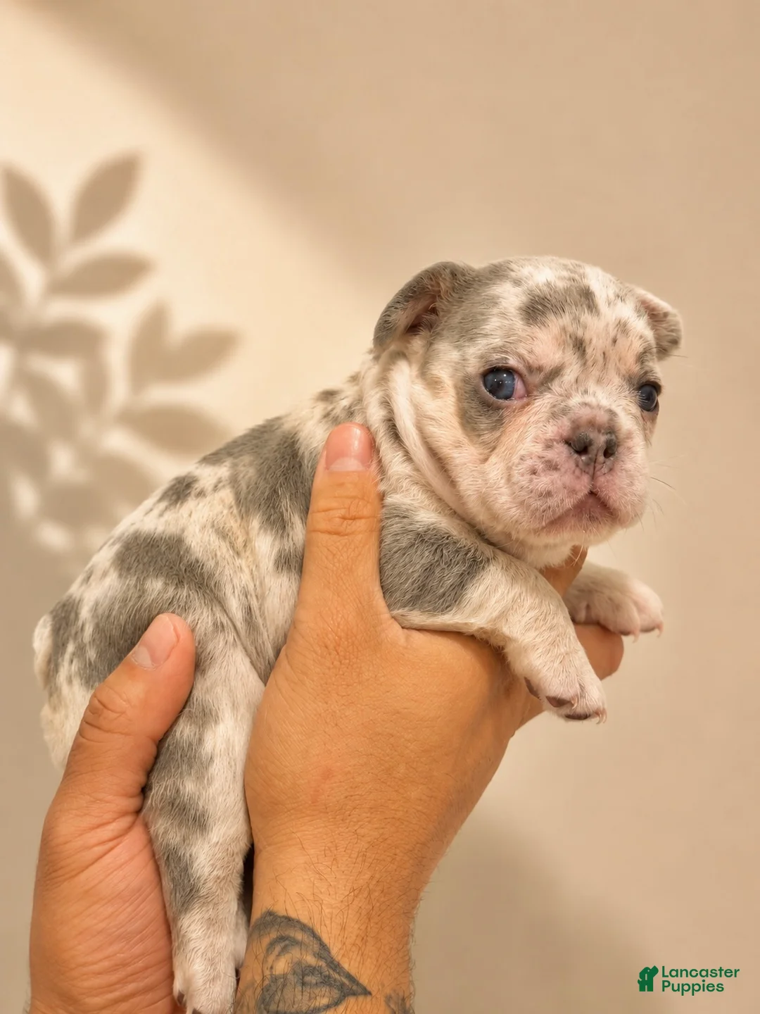 French Bulldog dogs for sale: French Bulldog Puppy 3 - Ad 2