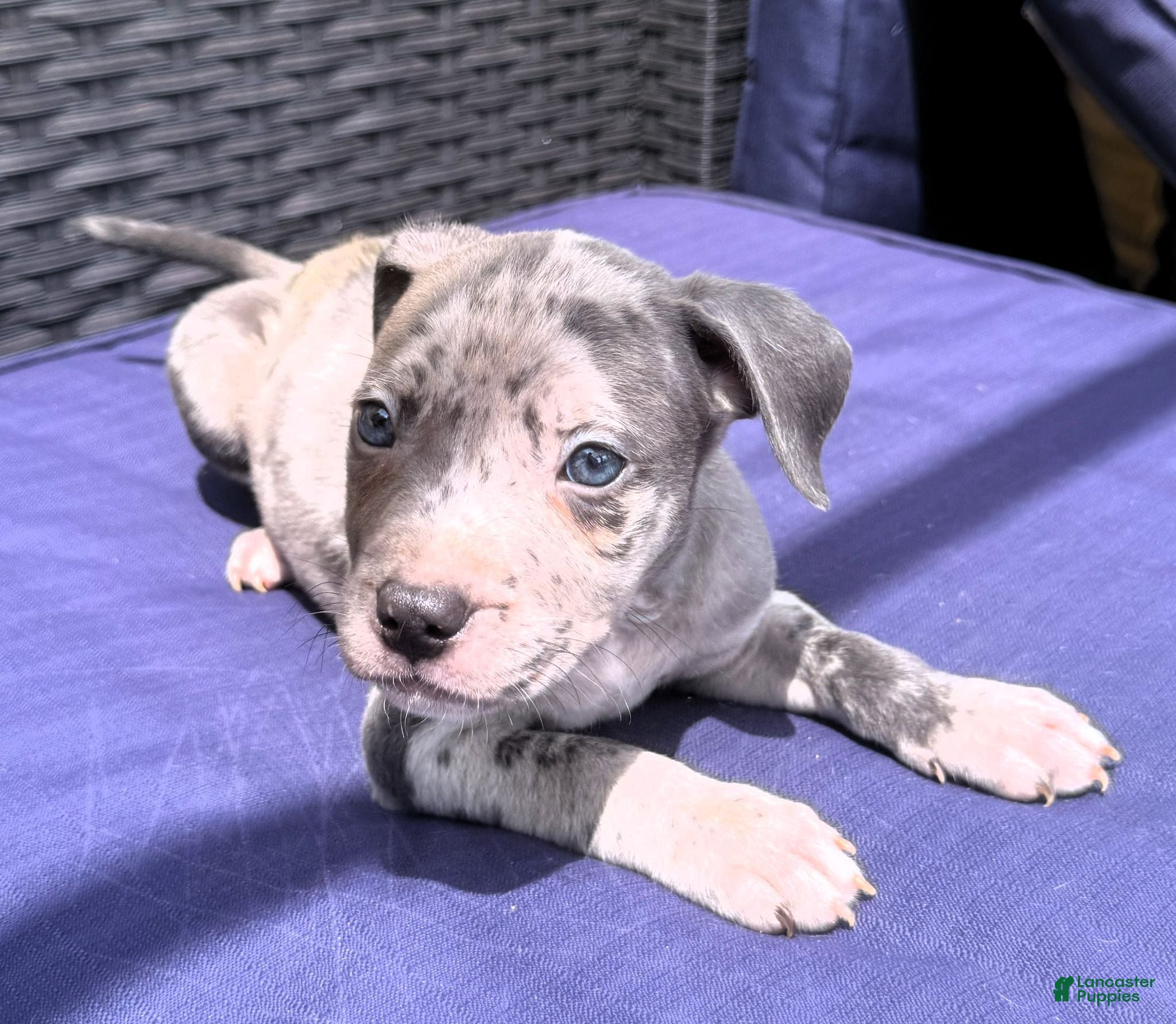 American Bully dogs "JAY Z" BLUE MERLE - Ad 35