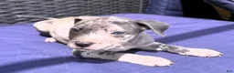 American Bully dogs for sale: "JAY Z" BLUE MERLE - Ad 1