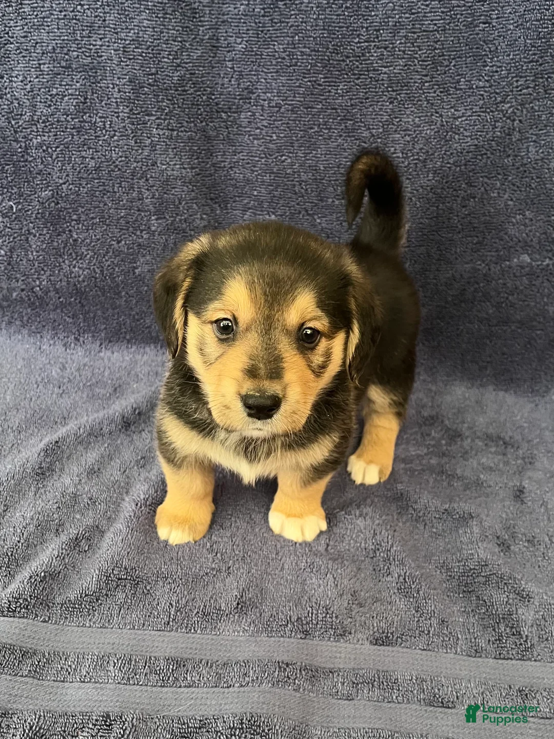 Mixed Breed dogs for sale: Maxine (Max) - Ad 1