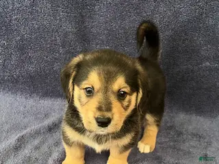 Mixed Breed dogs for sale: Maxine (Max) - Ad 2