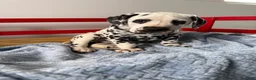 Dalmatian dogs for sale: Stanley - Ad 16