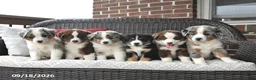 Miniature Australian Shepherd dogs for sale: Hickory - Ad 5