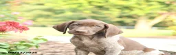 German Shorthaired Pointer dogs for sale: Ben - Ad 5