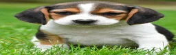 Beagle dogs for sale: Jackson - Ad 1