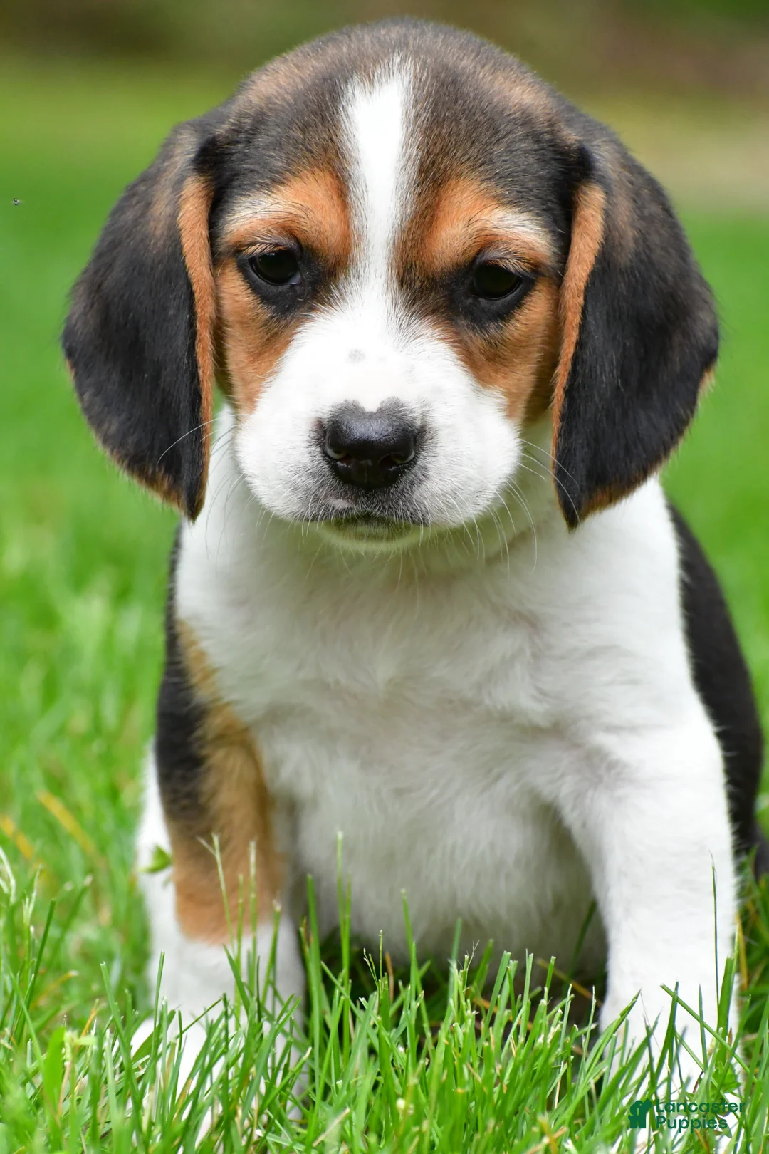Beagle dogs for sale: Jackson - Ad 1